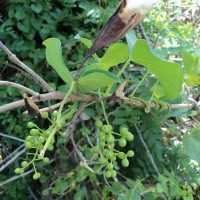 Tinospora cordifolia (Willd.) Hook.f. & Thomson